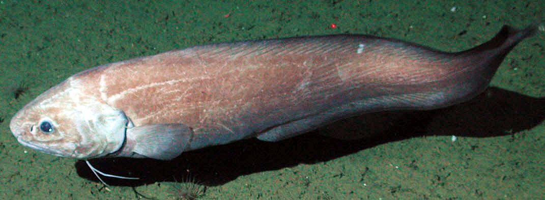 Spectrunculus grandis_03.jpg